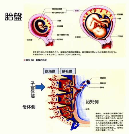 胎盤形成時期|【医師監修】胎盤の役割・構造は？完成する時期や変。